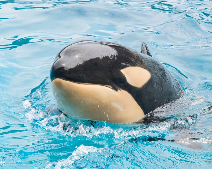 Amaya swimming in a SeaWorld pool in 2015.