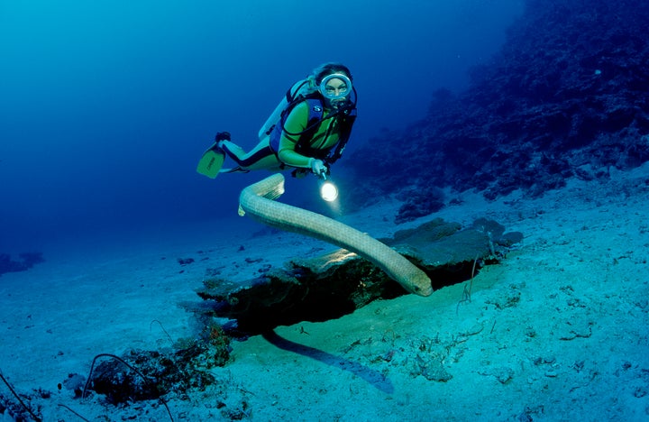 An olive sea snake and scuba diver in Australia.