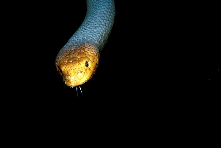 An olive sea snake in a close-up.