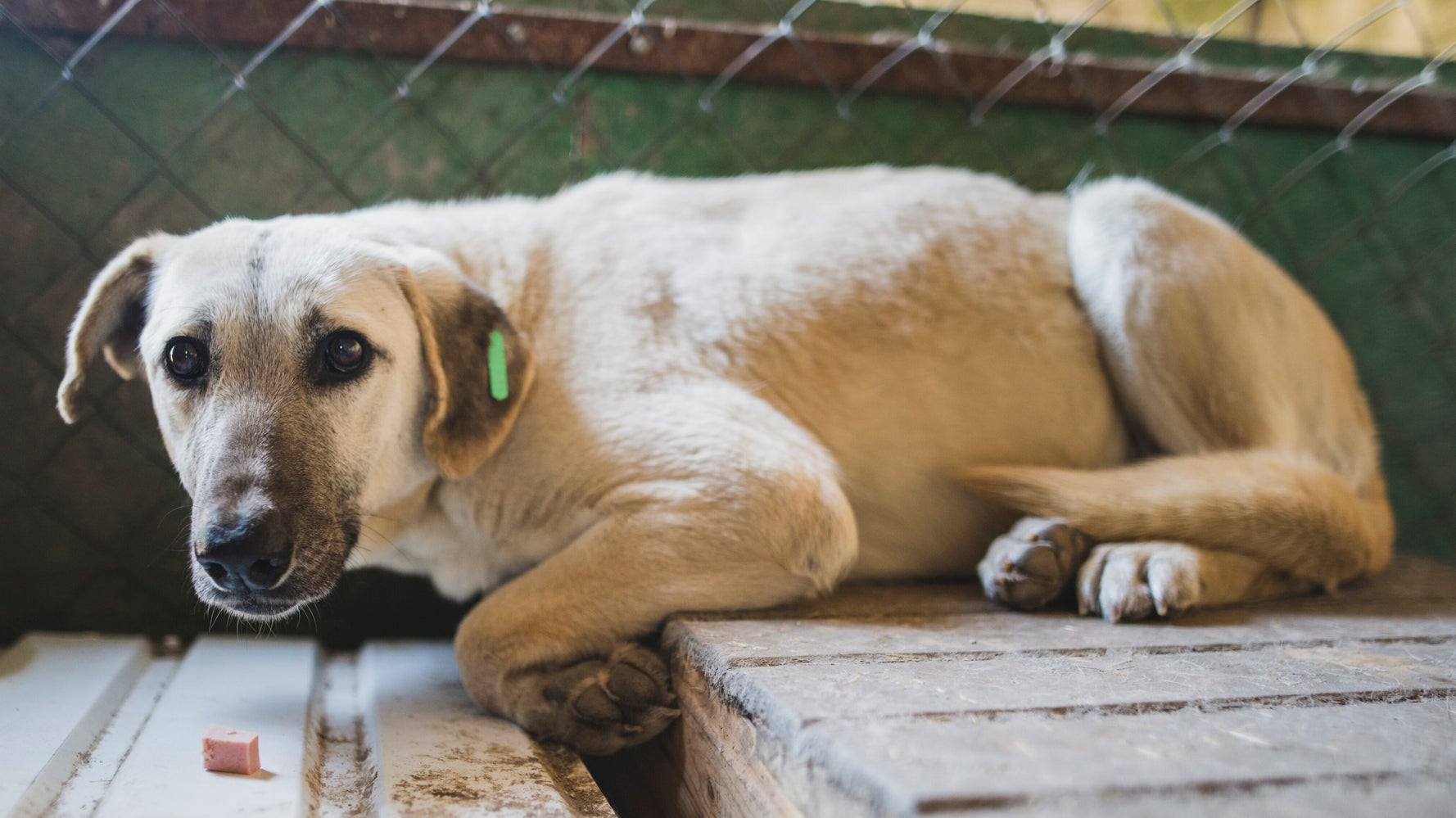 Furor Erupts After Australian Officials Kill Rescue Dogs Over COVID-19 Fears