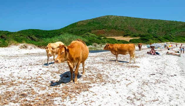 Des vaches se promènent sur la plage, en Corse.