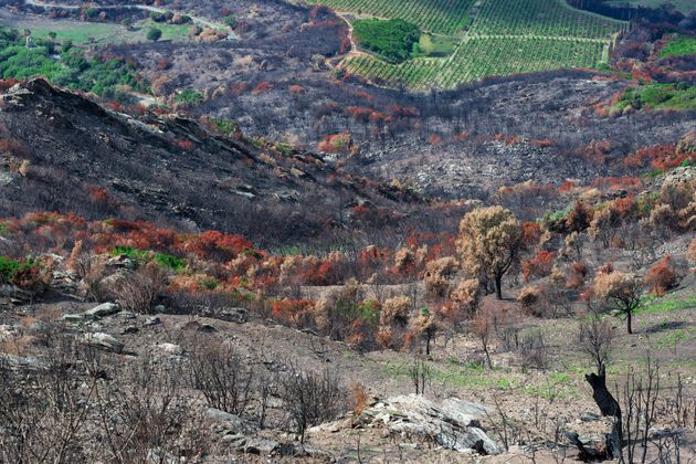 À Macchia en Italie, une garrigue s'enflamme facilement en saison sèche.