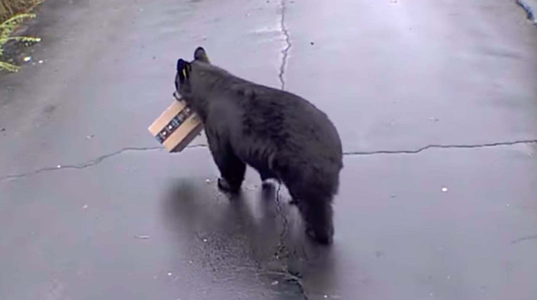 Big, Furry Porch Thief Takes Off With Package In 'Hysterical' Surveillance Video