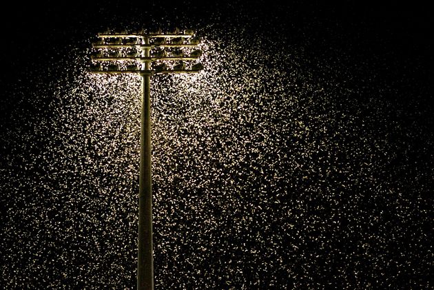 Des papillons volant autour des projecteurs d'un stade en Australie, le 1er octobre 2005 (photo d'illustration).