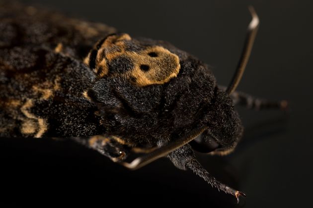 Un sphinx à tête de mort est photographié au siège social de Butterfly Conservation le 14 octobre 2013 à Lulworth, en Angleterre. Un recensement annuel est organisé par Butterfly Conservation et Atropos pour sensibiliser aux papillons de nuit et à leur importance dans la chaîne alimentaire.