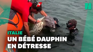 Dauphins