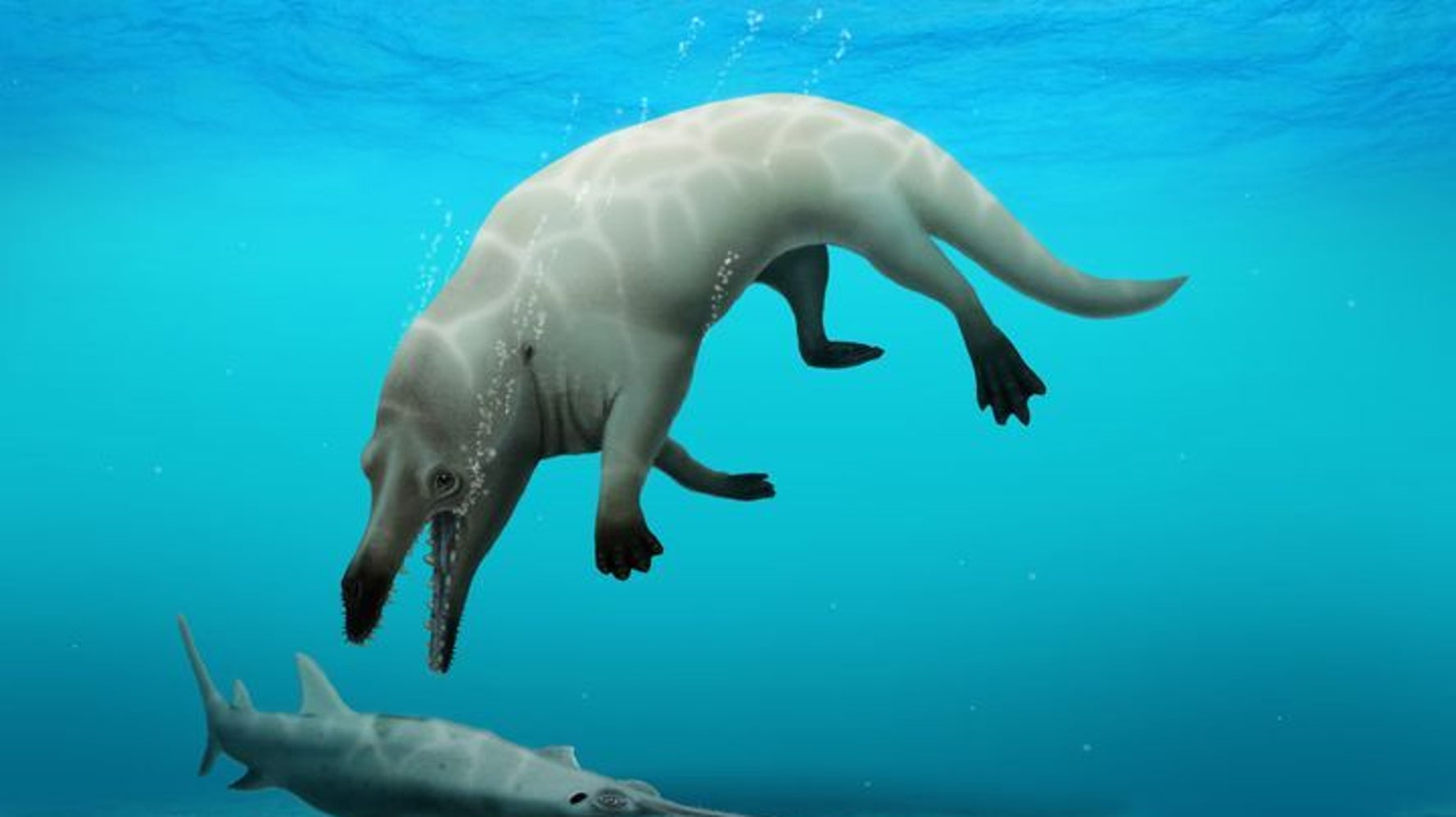 4本足のクジラの化石がエジプト見つかる 死者の神にちなんだ名前が付けられた理由とは ハフポスト 4本足のクジラの化石がエジプト見つかる 死者の神にちなんだ名前が付けられた理由とは ハフポスト