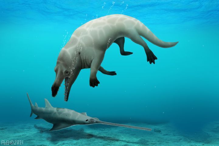 かつて存在していたと考えられている、水陸両生のクジラ