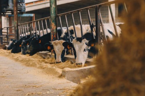 牛 ペット 人気 飼う