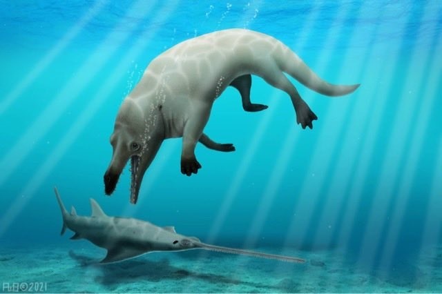 Le fossile d'une nouvelle espèce de baleine à quatre pattes découvert en Égypte