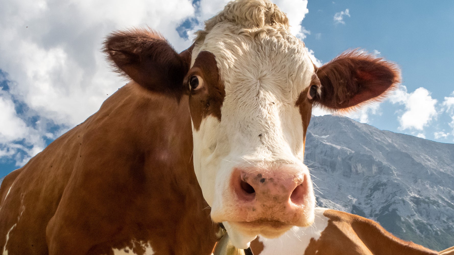 Wisconsin Cow Spotted Going Through McDonald's Drive-Thru