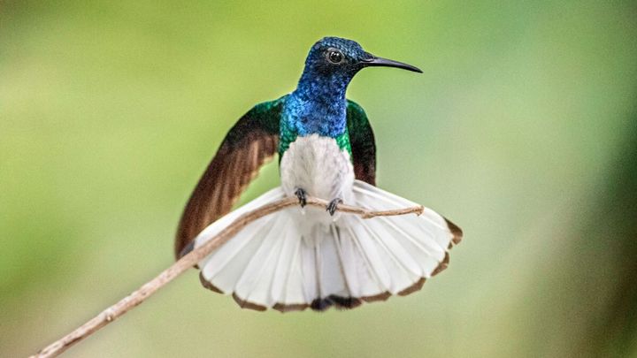 A white-necked jacobin hummingbird in a photo from the Cornell Lab of Ornithology.