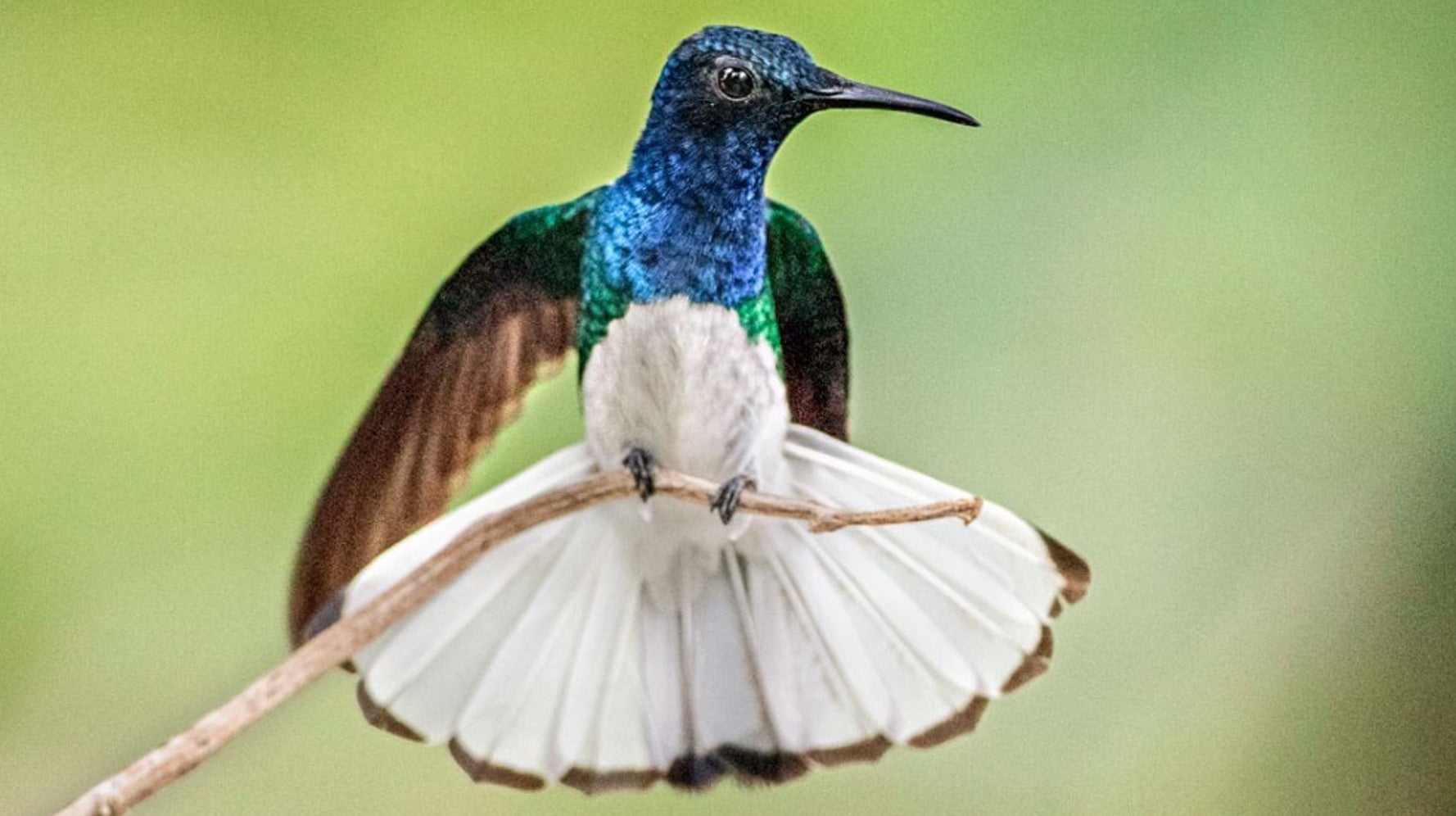 I colibrì femmine simili a maschi evitano le molestie, hanno più tempo per mangiare