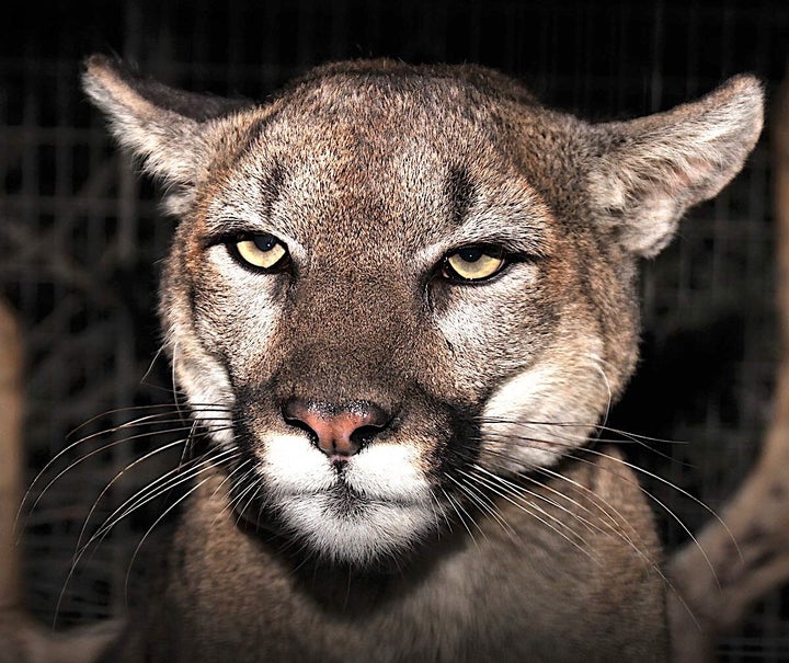 Female California mountain lion P-54 was the mother of a juvenile big cat that attacked a 5-year-old boy, and she later turned up at the home.