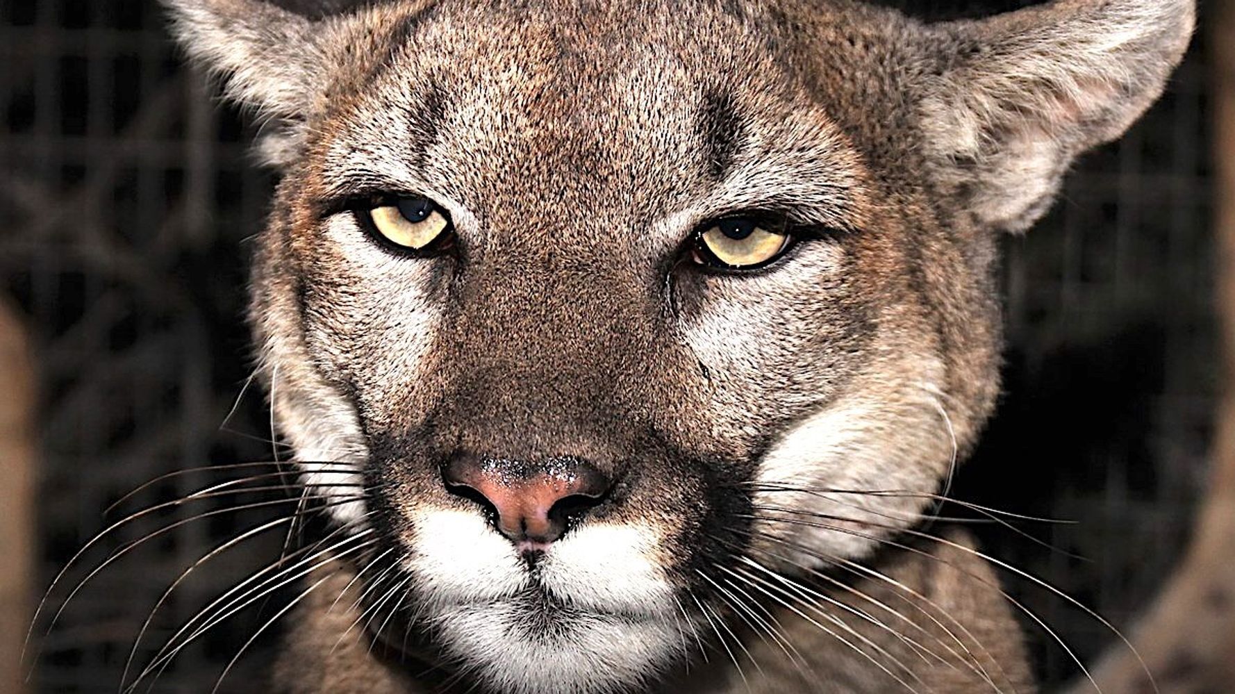 Mom Fights Off Mountain Lion Attacking Her Son Outside Their Los Angeles County Home