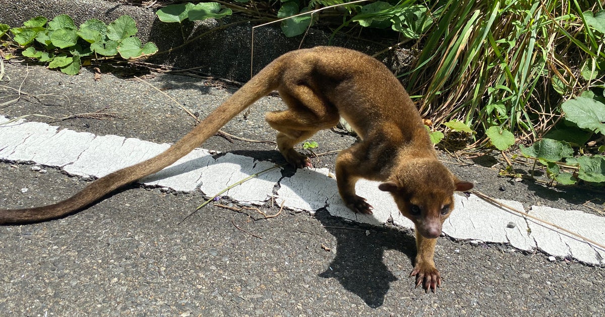 謎の生物 を九州の山中で保護 バイクで交番に届ける その意外な正体とは 動画 画像集 ハフポスト 謎の生物 を九州の山中で保護 バイクで交番に届ける その意外な正体とは 動画 画像集 ハフポスト