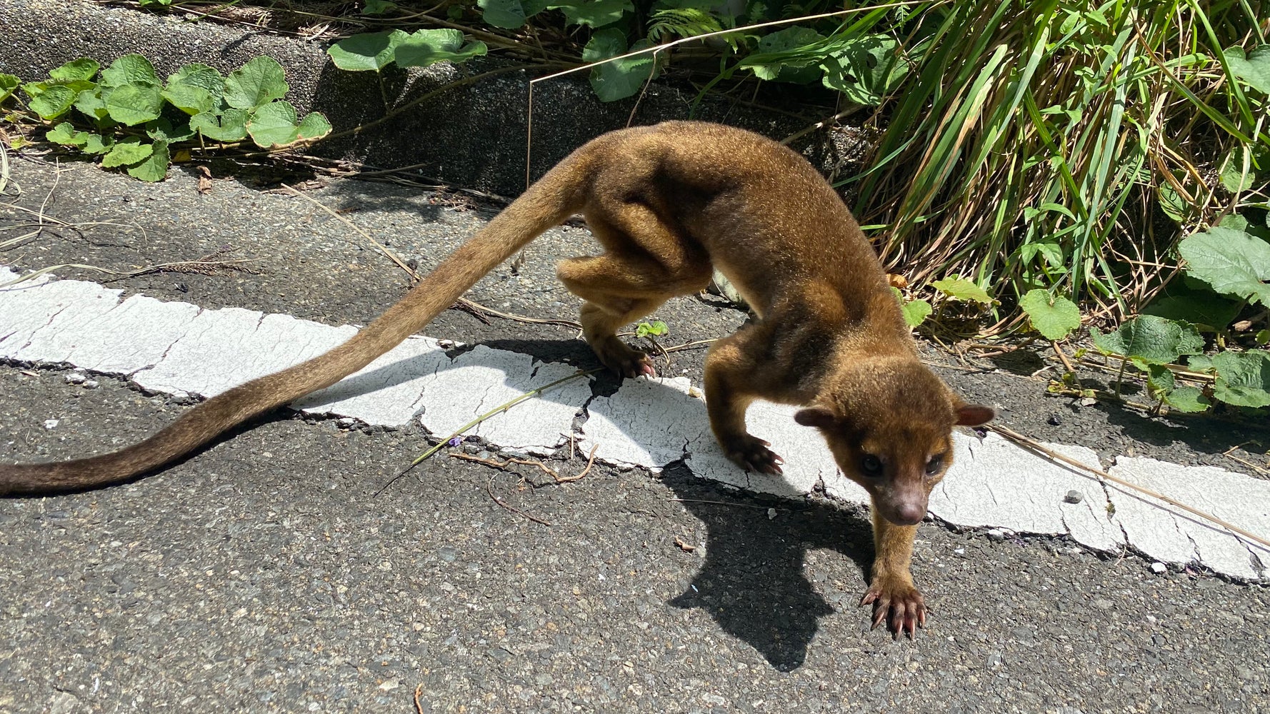 謎の生物 を九州の山中で保護 バイクで交番に届ける その意外な正体とは 動画 画像集 ハフポスト