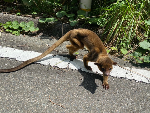 謎の生物 を九州の山中で保護 バイクで交番に届ける その意外な正体とは 動画 画像集 ハフポスト 謎の生物 を九州の山中で保護 バイクで交番に届ける その意外な正体とは 動画 画像集 ハフポスト