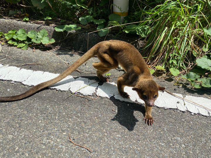 えねるさんが福岡市内の林道で出会った「サルのような謎の動物」