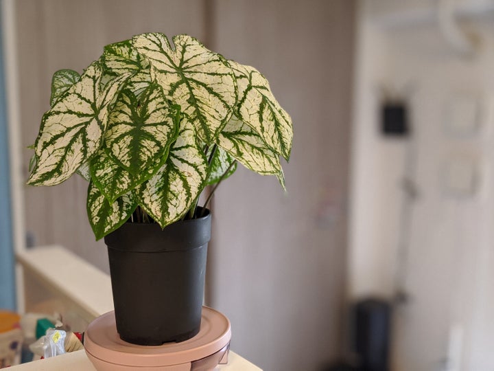 美容室のオーナーが開発した鉢皿が画期的だった 観葉植物を育てる人は必見です ハフポスト Life 美容室のオーナーが開発した鉢皿が画期的だった 観葉植物を育てる人は必見です ハフポスト Life