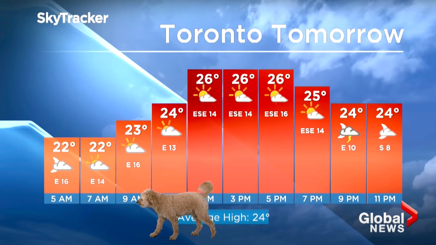 Meteorologist's Dog Hilariously Pops In For A Treat During Toronto Weathercast