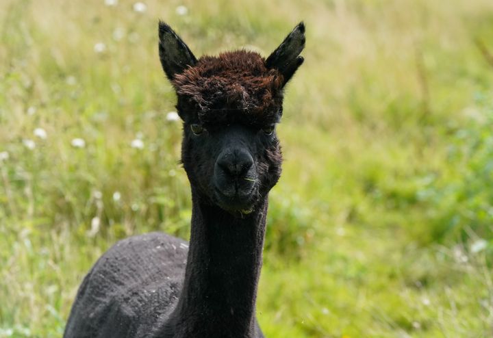 Geronimo the alpaca at Shepherds Close Farm in Wooton Under Edge, Gloucestershire. Picture date: Thursday August 19, 2021.
