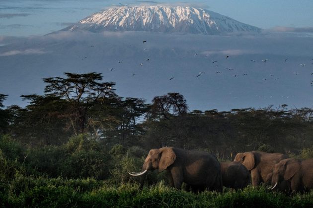 Des éléphants passant avec une vue sur le mont Kilimandjaro enneigé en arrière-plan...