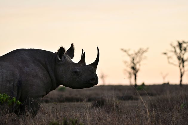 Une photo prise le 28 mai 2019 montre un rhinocéros noir errant à l'aube dans la réserve...