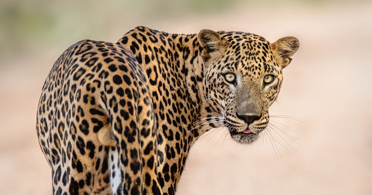 Leopards need to make a giant leap - The Mail & Guardian