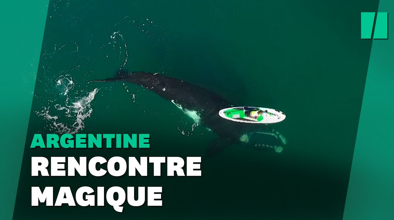 La vidéo stupéfiant d'une baleine jouant avec un paddle