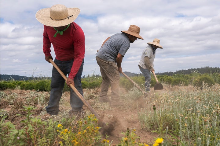 Pedro Lucas, left, nephew of farm worker Sebastian Francisco Perez who died while working in an extreme heat wave, breaks up earth, July 1, 2021, near St. Paul, Ore.