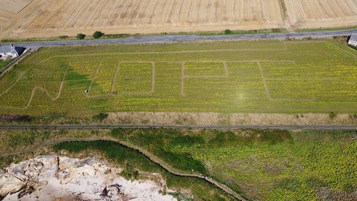 Claire Pollock's sunflower field 