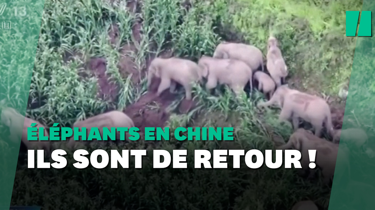 Le troupeau d’éléphants migrateurs en Chine revient à son point de départ