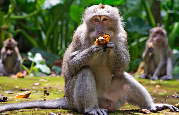 Macaques eat bananas during feeding time at Sangeh Monkey Forest in Sangeh, Bali Island, Indonesia, Wednesday, Sept. 1, 2021. Deprived of their preferred food source - the bananas, peanuts and other goodies brought in by the tourists now kept away by the coronavirus - hungry monkeys on the resort island of Bali have taken to raiding villagersâ homes in the search for something tasty. (AP Photo/Firdia Lisnawati)