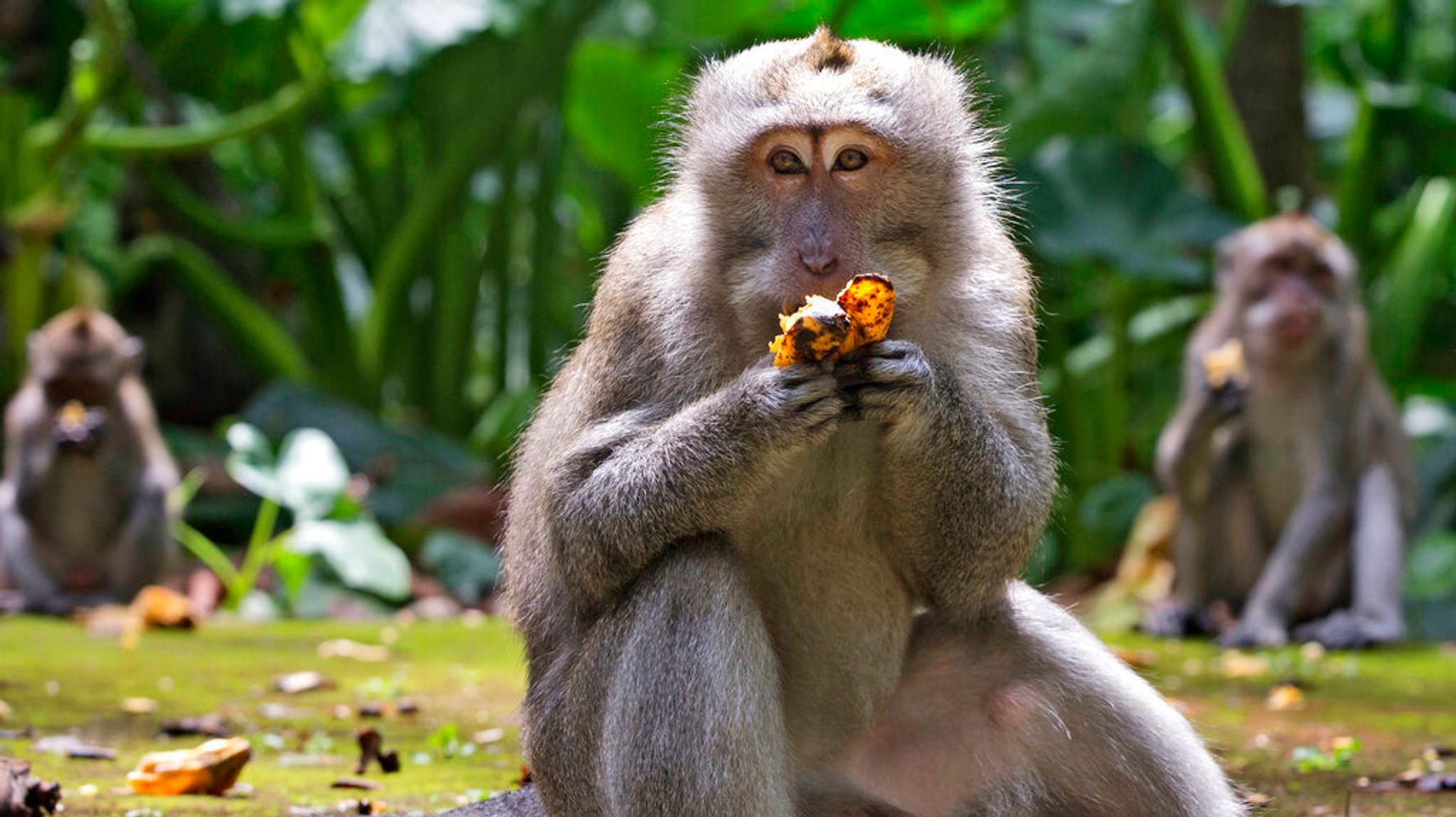 With No Tourist Handouts Because Of COVID, Bali's Hungry Monkeys Raiding Homes