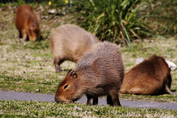 Several families of capybaras stroll through Nordelta on Aug. 26.