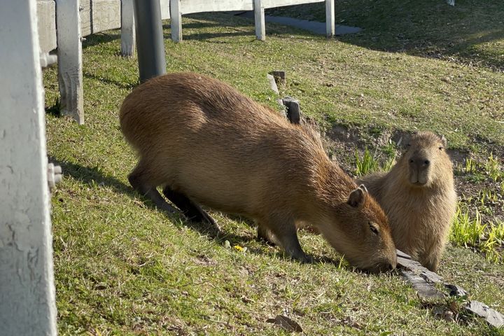 Capybaras eat grass next to a street in Nordelta on August 27.