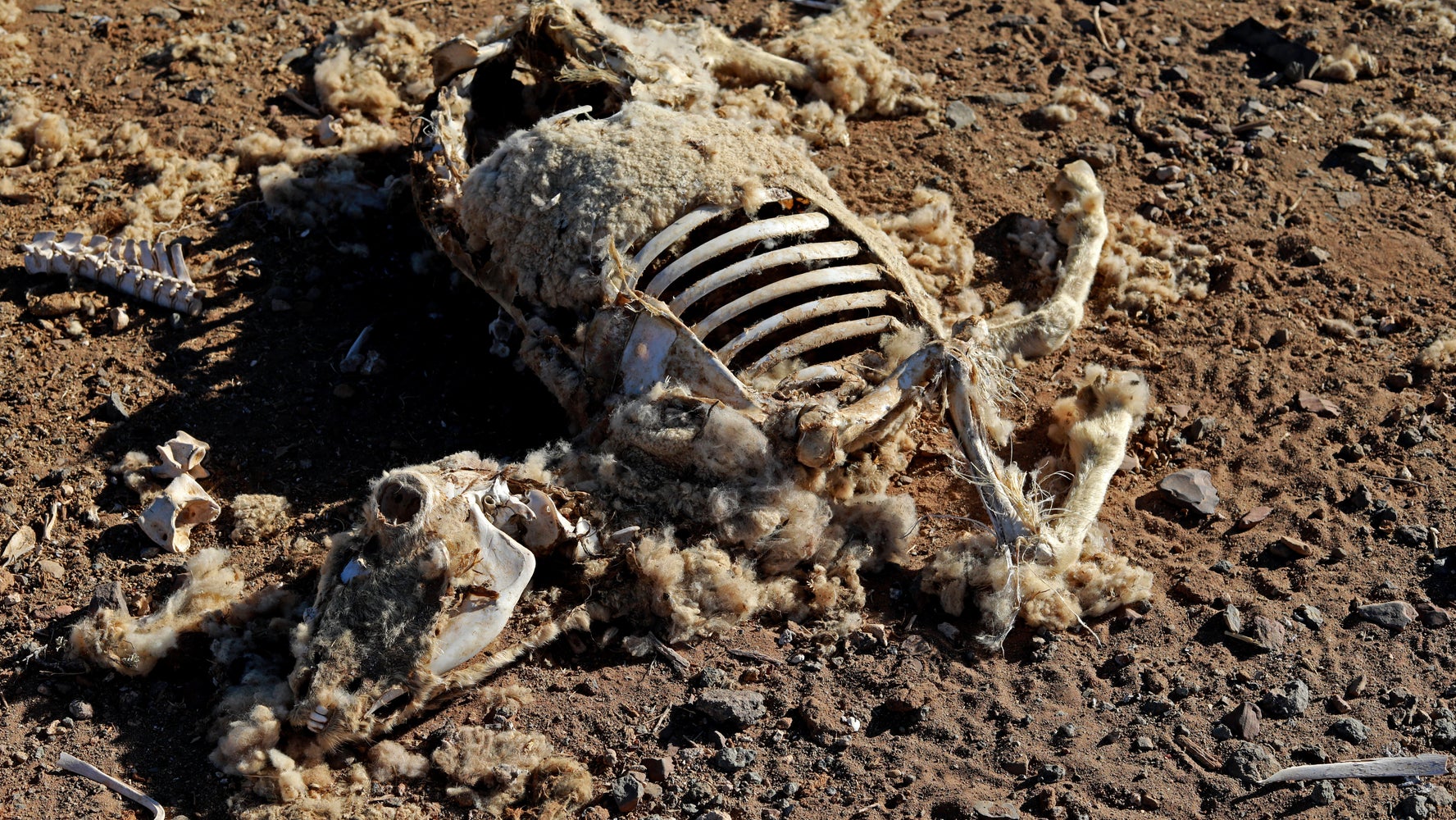 Inaction On Climate Change Is Greatest Threat To Health, 220 Medical Journals Warn