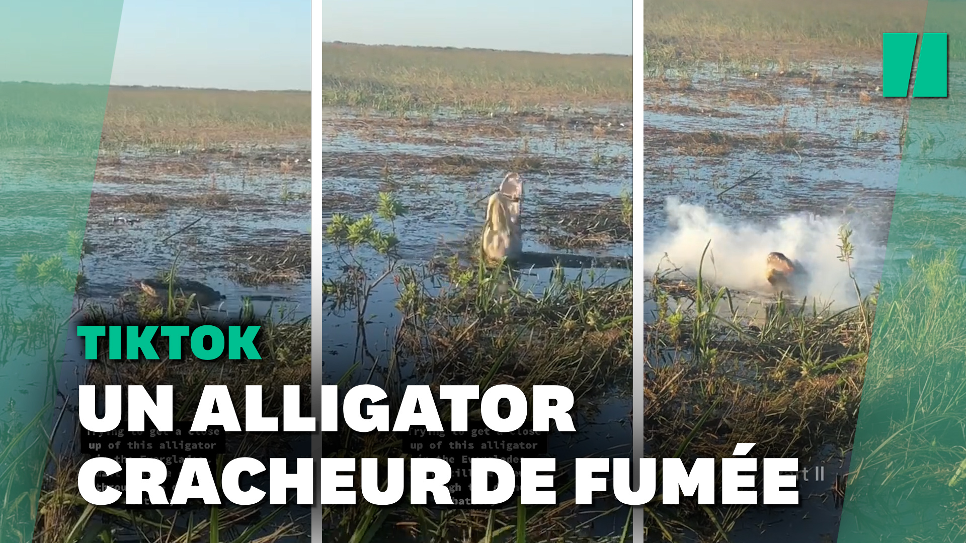 Ce drone n'aurait pas dû voler aussi près de cet alligator