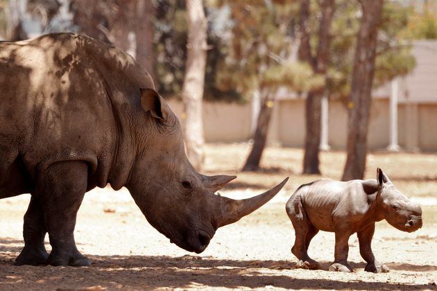 Le prix de la corne de rhinocéros a atteint les 100.000 euros le kilo au détail en Asie ces dernières années. 