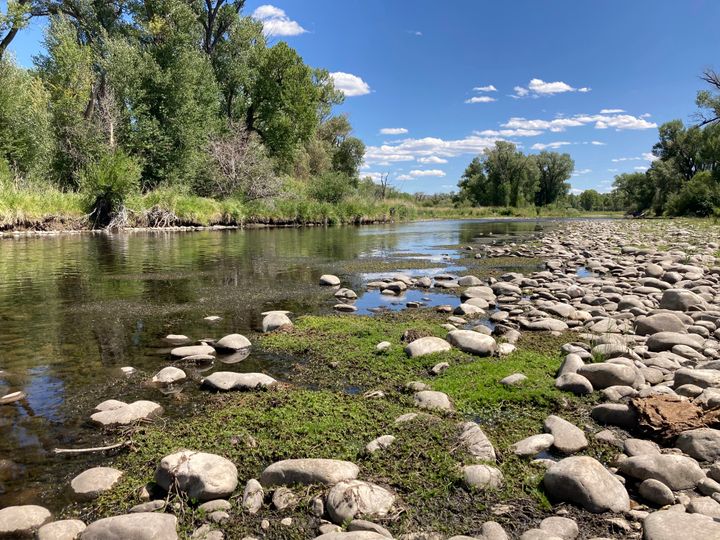 Exposed rocks and aquatic plants are seen alongside the North Platte River at Treasure Island in southern Wyoming, on Tuesday, Aug. 24, 2021. (AP Photo/Mead Gruver)