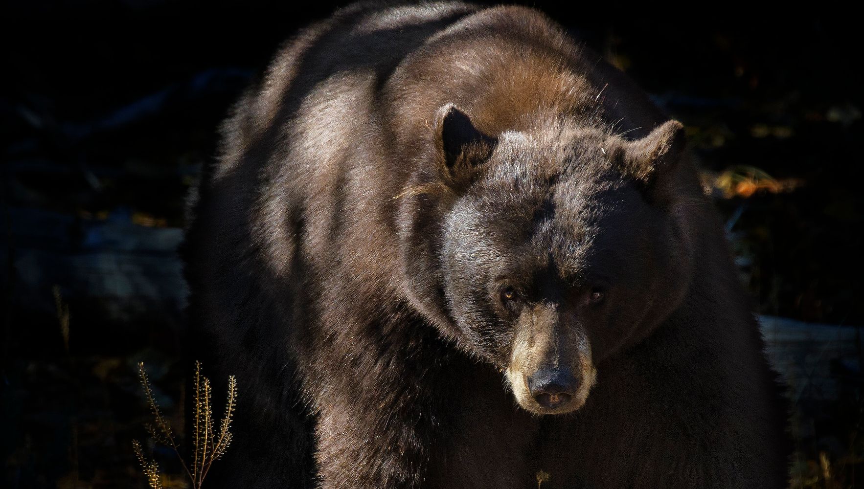 Californians Coming Home After Fleeing Wildfire Now Face Bear Break-Ins