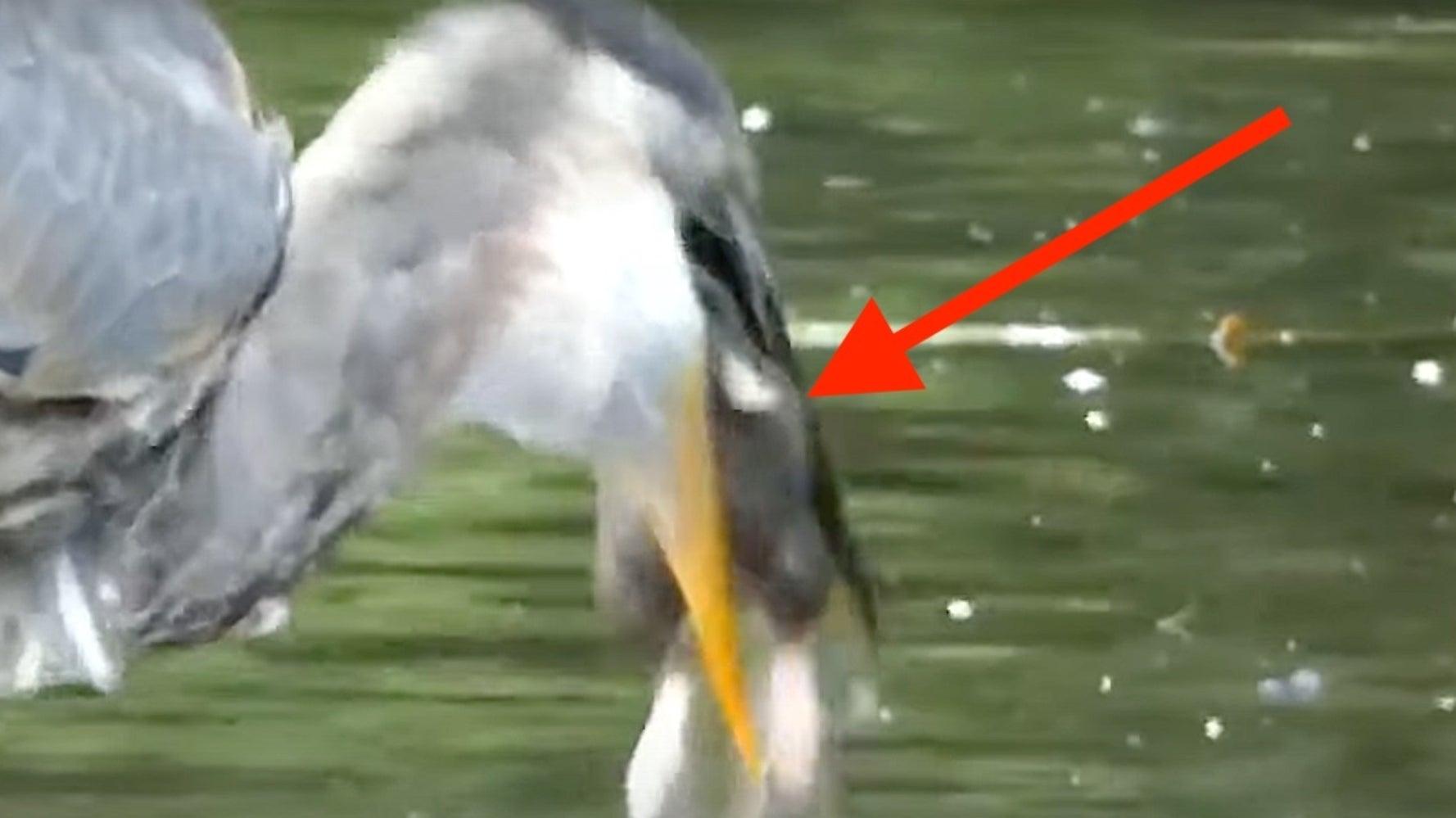 Who Needs Batman? Rat-Eating Heron Is The Hero New York Needs Right Now