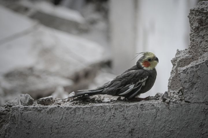 Ένα πουλί στα ερείπια σπιτιού στο Ιντλίμπ της Συρίας 