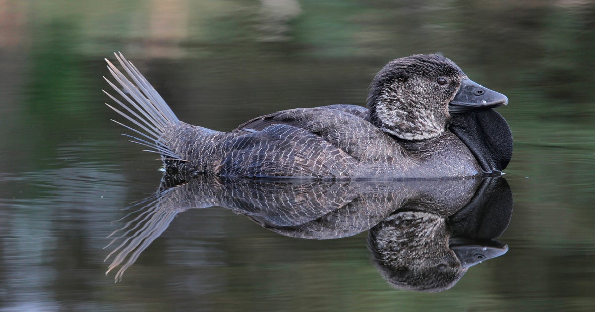 Ducks says. Австралийская утка. Австралийская лопастная утка. Утки розовоухие.