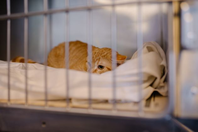 Sad abandoned stray red tabby cat in a cage in an animal shelter