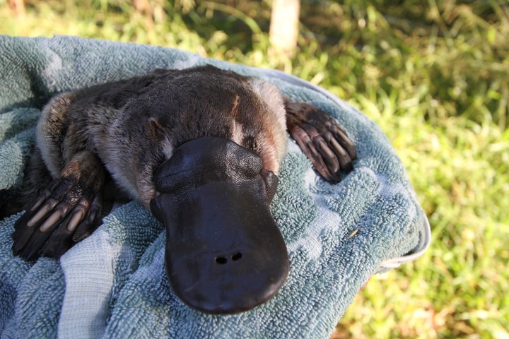 Gilad Bino and his colleagues plan to reintroduce 10 platypuses to the Royal National Park, a mixture of males and females, in hopes that they settle in and breed.