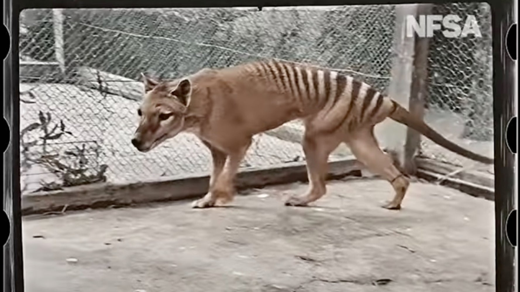 絶滅したフクロオオカミの 最後の1匹 カラー化映像でよみがえる 85年目の命日に公開 ハフポスト World 絶滅したフクロオオカミの 最後の1匹 カラー化映像でよみがえる 85年目の命日に公開 ハフポスト World