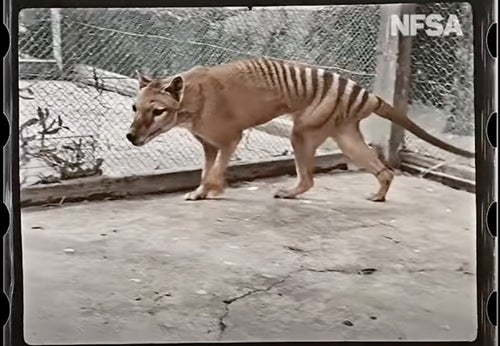 二次　　犬化　裸 絶滅したフクロオオカミの「最後の1匹」カラー化映像でよみがえる。85年目の命日に公開 | ハフポスト WORLD