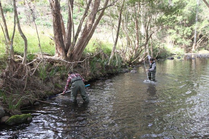 Researchers can use DNA testing in waterways to determine if platypuses live in the area. Tests also show if pools contain enough food for platypuses to eat so they can be reintroduced to an area.